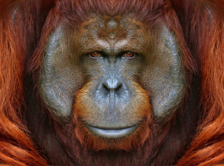 Foto fotografía completa de un orangután