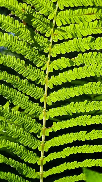 Foto fotografía completa de una palmera