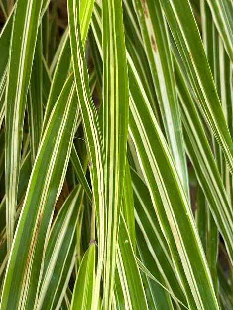 Foto fotografía completa de una palmera