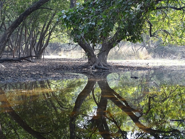 Fotografía completa de las palmeras