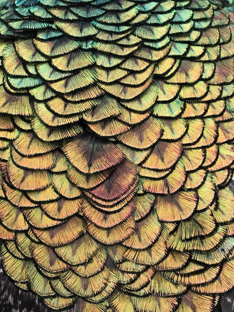 Fotografía completa del pavo real