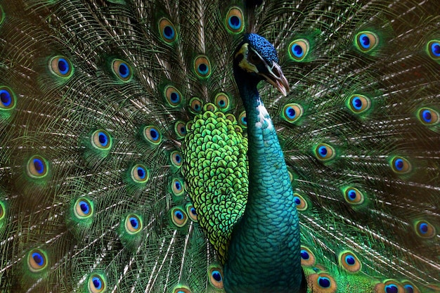Fotografía completa del pavo real