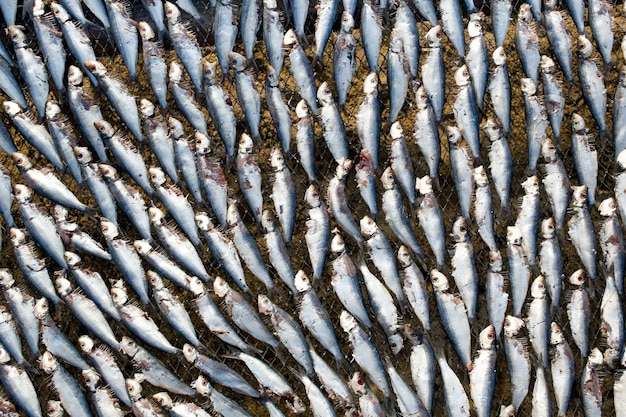 Fotografía completa de peces bajo el agua