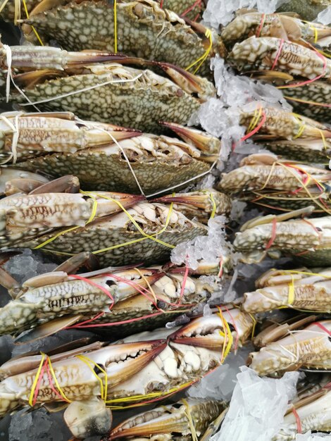 Foto fotografía completa de peces para la venta en el mercado