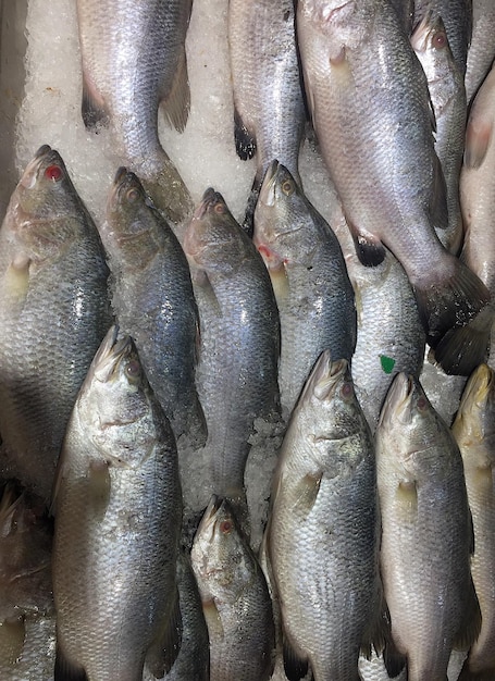 Fotografía completa de peces para la venta en el mercado