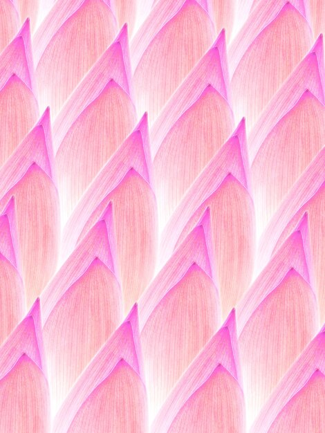 Fotografía completa de los pétalos rosados
