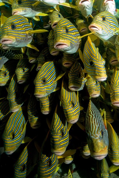 Foto fotografía completa de un pez en el mercado para la venta