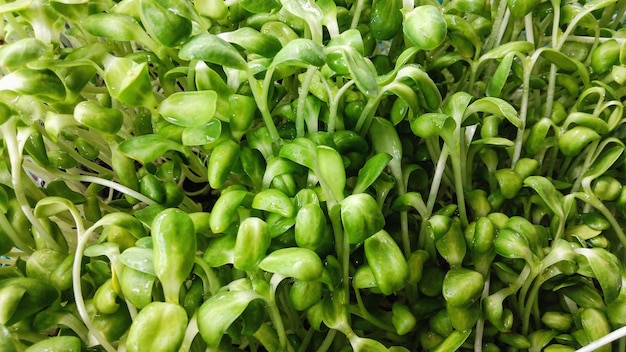 Foto fotografía completa de los pimientos verdes de chile