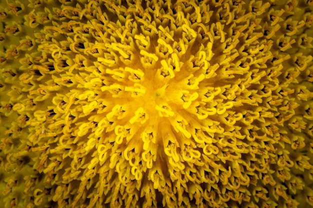 Fotografía completa de una planta con flores amarillas