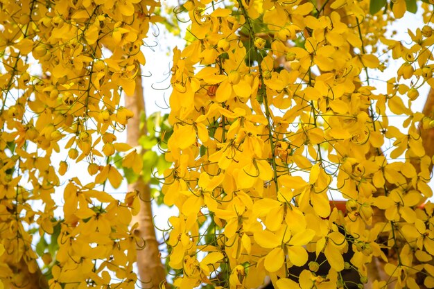 Foto fotografía completa de una planta con flores amarillas