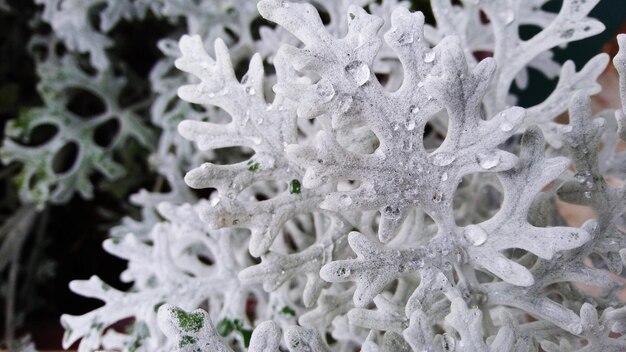 Foto fotografía completa de una planta con flores blancas