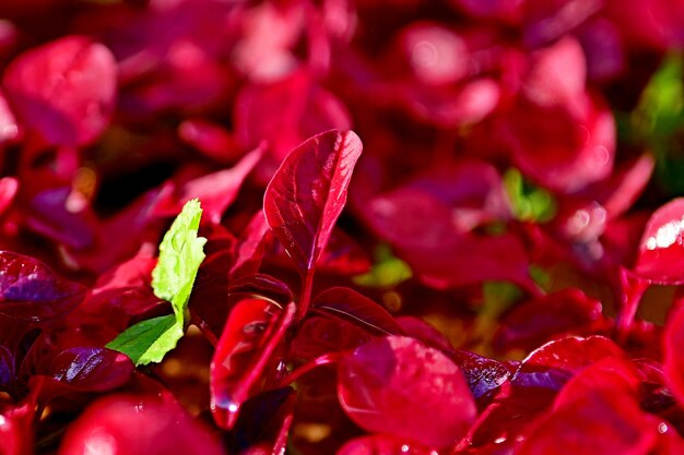 Foto fotografía completa de una planta con flores rojas