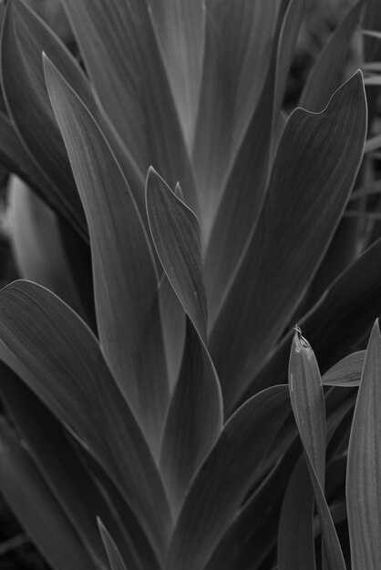 Foto fotografía completa de una planta con flores