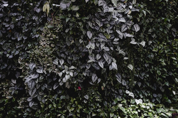 Foto fotografía completa de una planta con flores