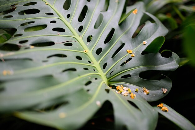 Fotografía completa de una planta suculenta