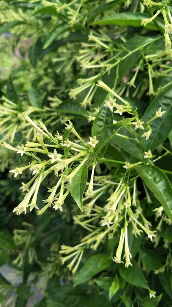 Foto fotografía completa de una planta verde fresca