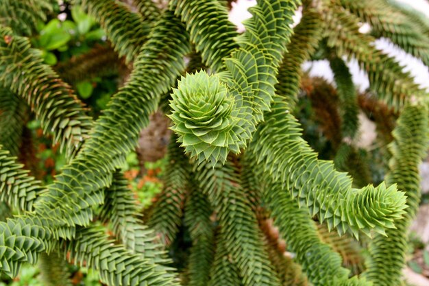 Fotografía completa de una planta verde fresca