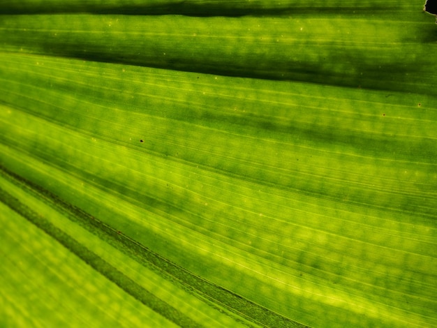 Foto fotografía completa de una planta verde