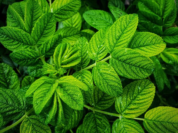 Foto fotografía completa de una planta verde