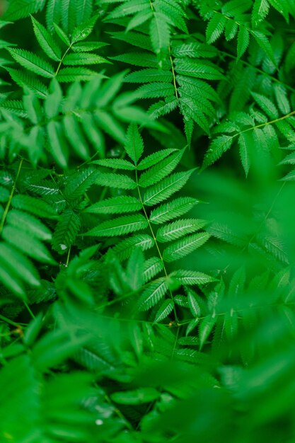 Foto fotografía completa de una planta verde