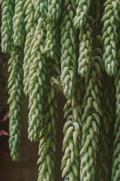 Foto fotografía completa de la planta