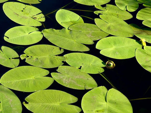 Fotografía completa de la planta