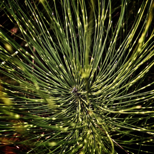 Foto fotografía completa de la planta