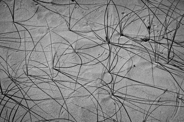 Fotografía completa de las plantas en la arena