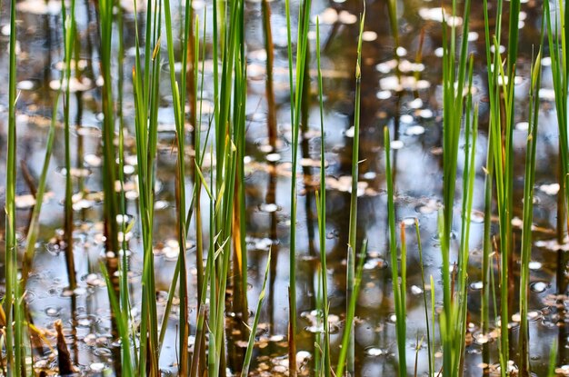 Foto fotografía completa de las plantas de bambú en el bosque