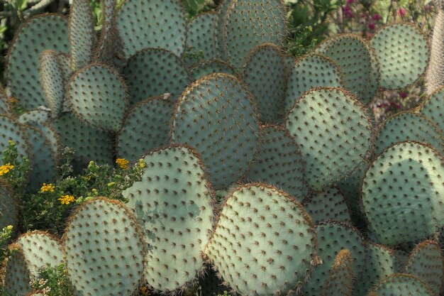 Foto fotografía completa de las plantas de cactus