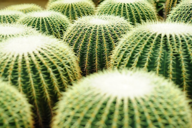 Fotografía completa de las plantas de cactus