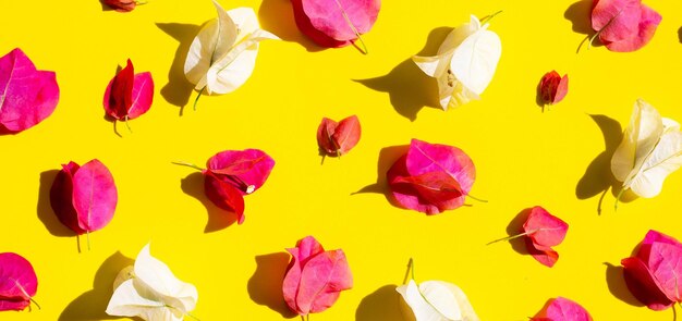 Foto fotografía completa de las plantas con flores amarillas