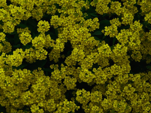 Foto fotografía completa de las plantas con flores amarillas