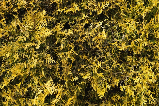 Foto fotografía completa de las plantas con flores amarillas
