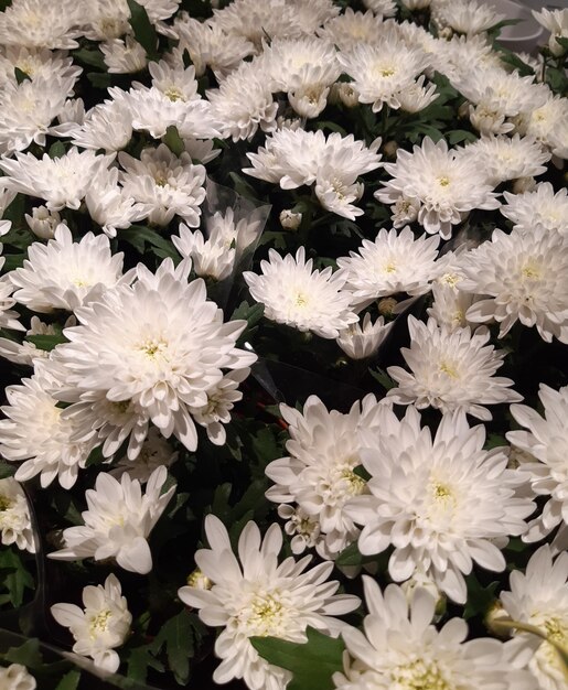 Foto fotografía completa de las plantas con flores blancas