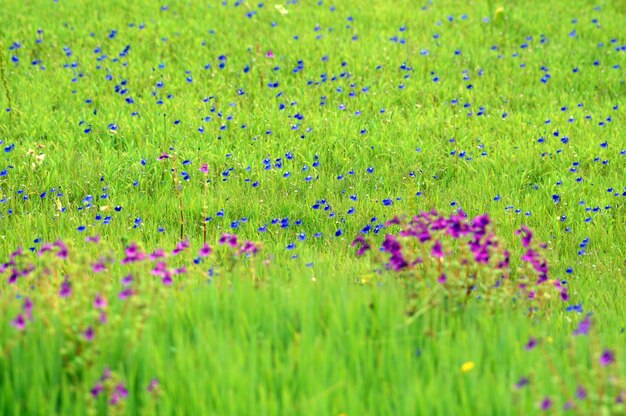 Foto fotografía completa de las plantas con flores púrpuras en el campo