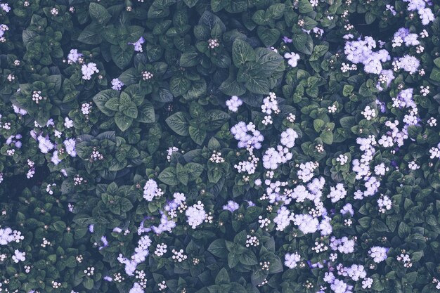 Foto fotografía completa de las plantas con flores púrpuras