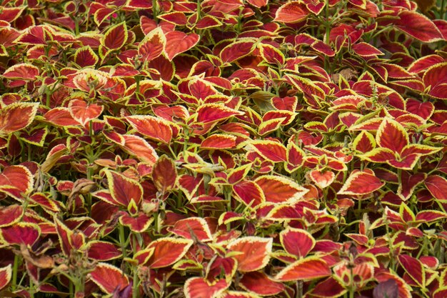 Foto fotografía completa de las plantas con flores rojas