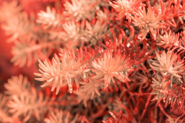 Foto fotografía completa de las plantas con flores rojas