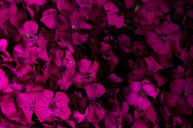 Fotografía completa de las plantas con flores rosas