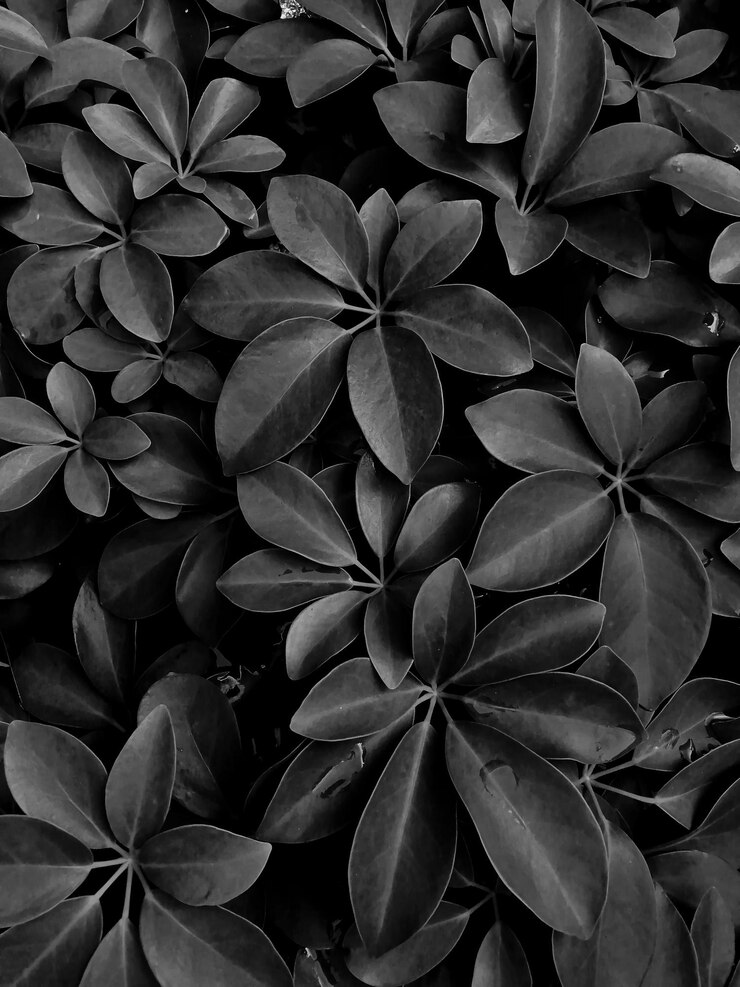 Foto fotografía completa de las plantas con flores