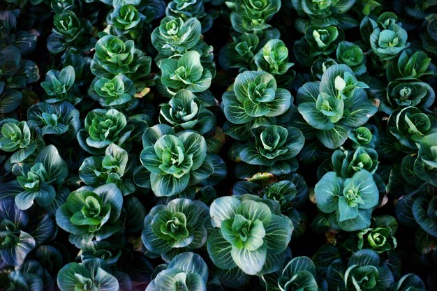 Foto fotografía completa de las plantas con flores