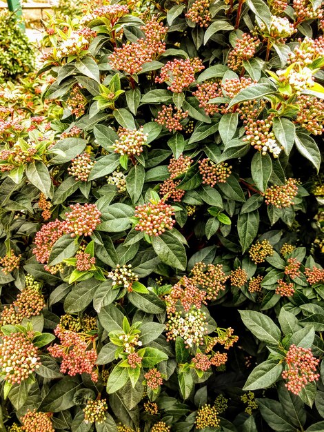 Foto fotografía completa de las plantas con flores