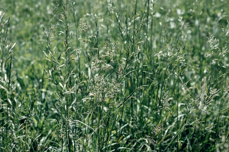 Foto fotografía completa de las plantas frescas en el campo