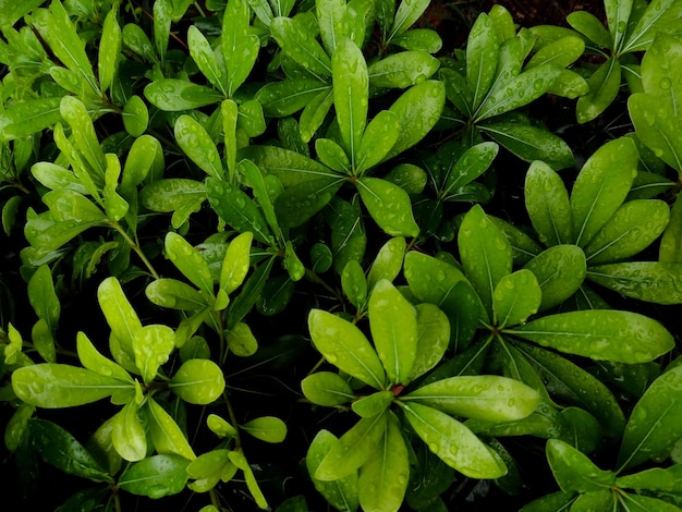 Fotografía completa de las plantas húmedas que crecen en el campo