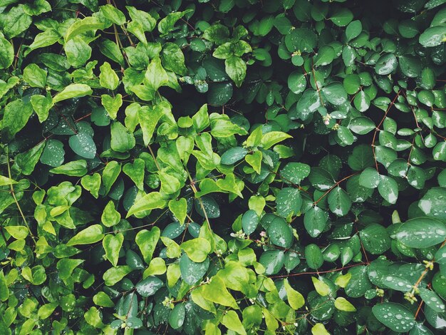 Fotografía completa de las plantas húmedas durante la temporada de lluvias
