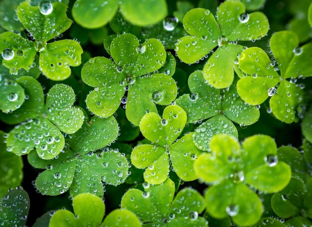 Fotografía completa de las plantas húmedas