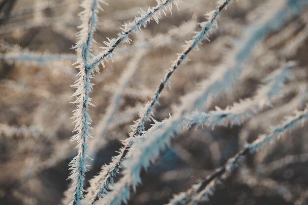 Foto fotografía completa de las plantas durante el invierno