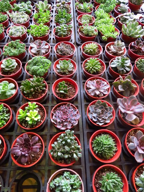 Foto fotografía completa de plantas en maceta para la venta en el mercado