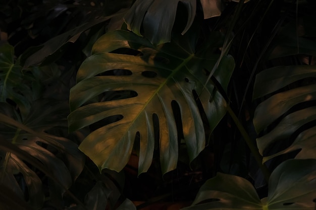 Fotografía completa de las plantas por la noche